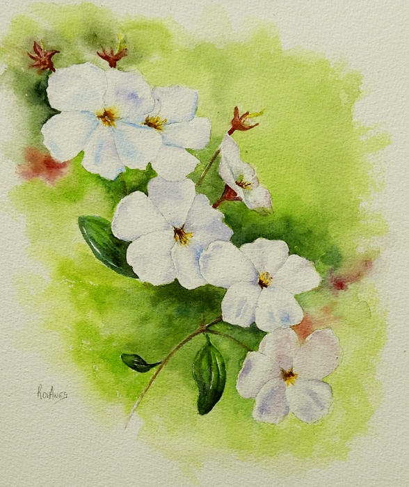 cascade blanche