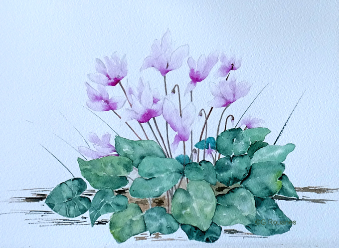 cyclamen