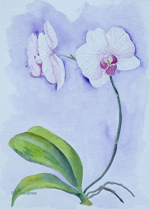 orchidee rose