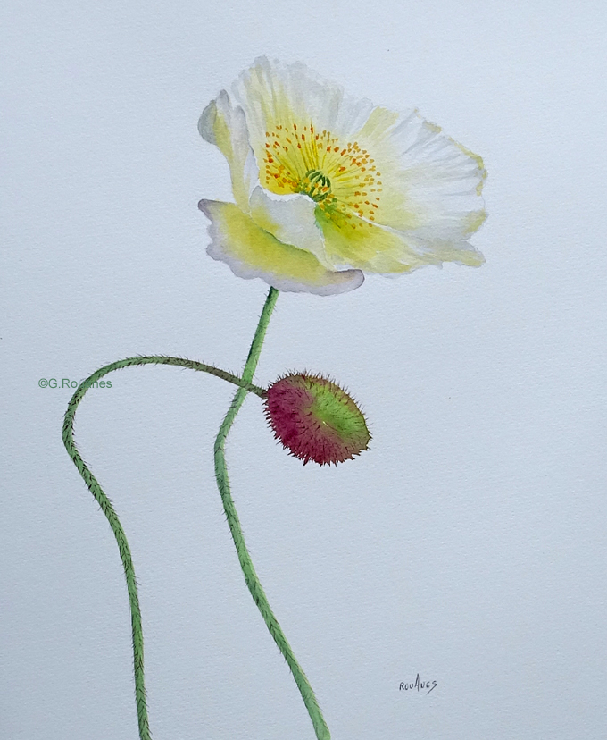 pavot-blanc