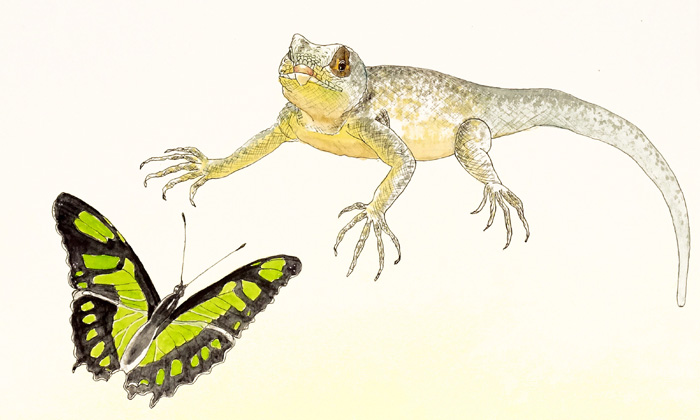 papillon et iguane